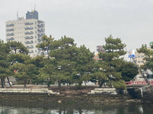 画像をギャラリービューアに読み込む, 瀬戸神社・琵琶島修復
